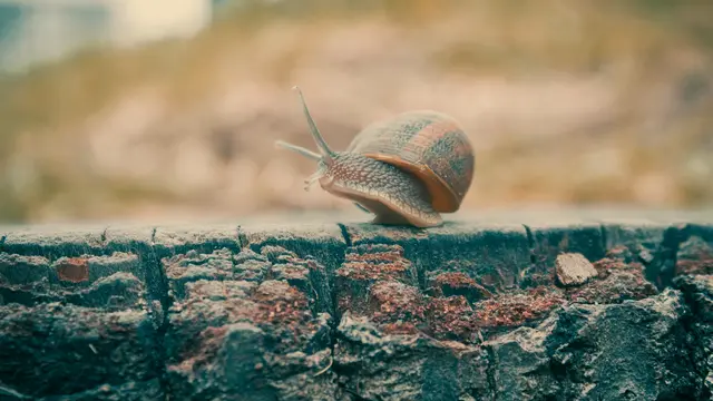 Klasifikasi Mollusca