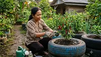 Cara Suburkan Tanah untuk Menanam Cabai, Bukan Sekadar Mengandalkan Pupuk dan Penyiraman