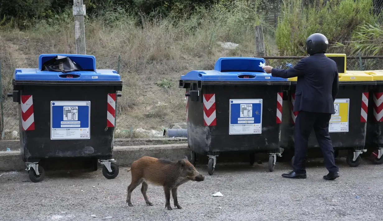 Seekor babi hutan berjalan melewati tempat sampah di Roma, Italia pada 24 September 2021. Gerombolan babi hutan berlarian di jalan-jalan kota, menjulurkan moncongnya ke tempat sampah mencari makanan telah menjadi pemandangan sehari-hari di Roma. (AP Photo/Gregorio Borgia)