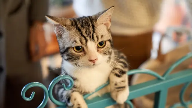 Kucing Aktif di Malam Hari