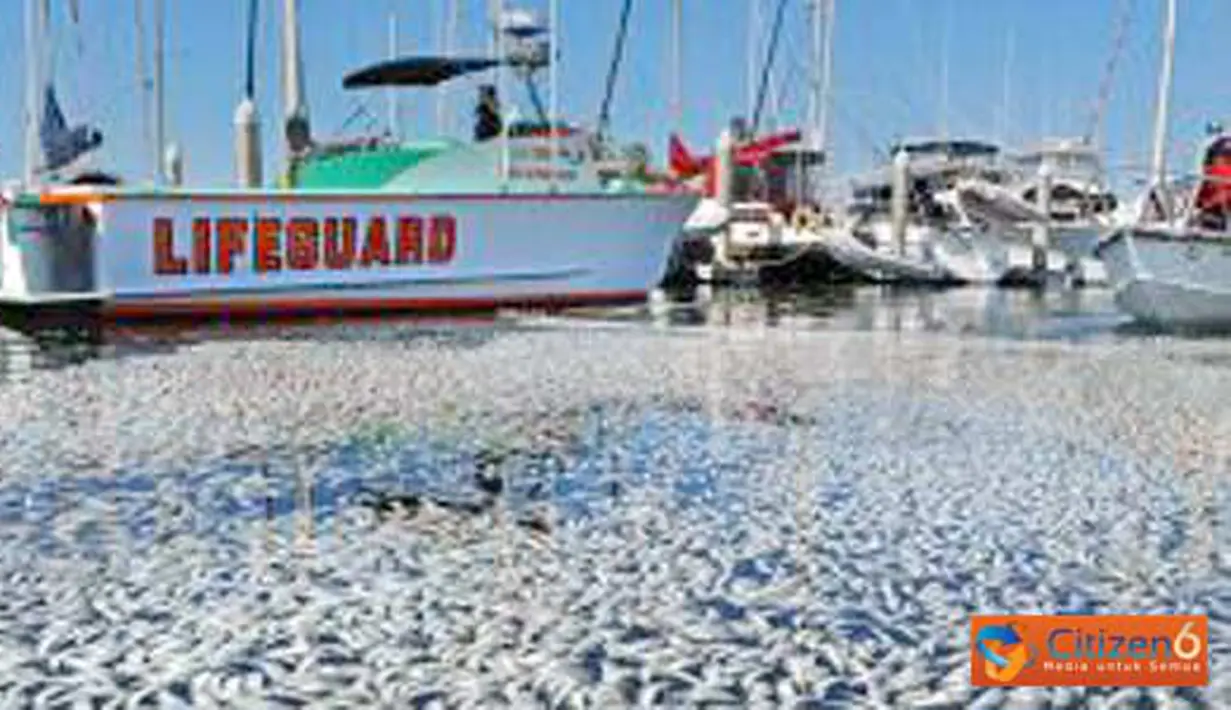 Jutaan ekor ikan Sarden ditemukan mengambang di dekat Pelabuhan laut King di Pantai Redondo, California, Amerika Serikat, Selasa (8/3). 