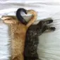 7 Potret Kucing Tidur dengan Pose Super Nyeleneh, Dijamin Bikin Ketawa 
(Imgur)