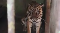 Harimau Sumatera bernama Nurhaliza semasa hidup