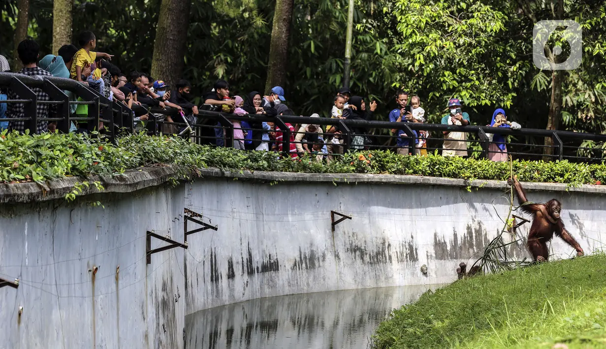 <p>Pengunjung melihat orangutan saat menikmati liburan hari kedua Idul Fitri 1443 H di Taman Margasatwa Ragunan, Jakarta, Selasa (3/5/2022).&nbsp;Taman Margasatwa Ragunan kembali beroperasi pada hari kedua Lebaran. (Liputan6.com/Johan Tallo)</p>