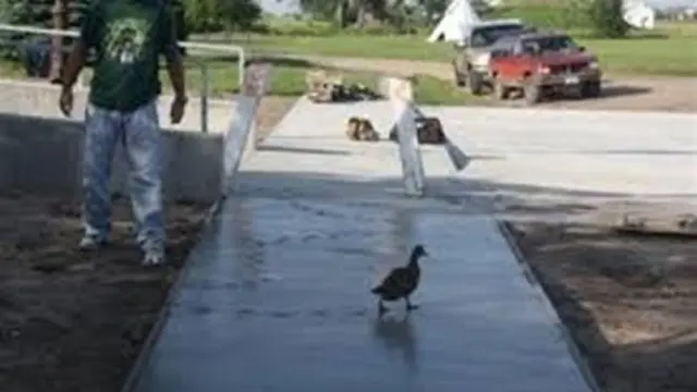 5 Potret Ayam dan Bebek Jalan di Cor Basah Ini Bikin Kuli Bangunan Geregetan