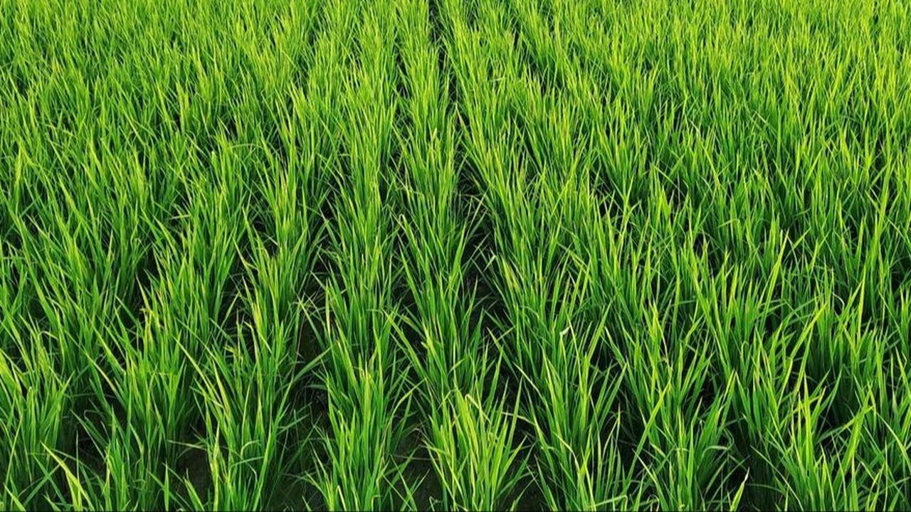 Petani