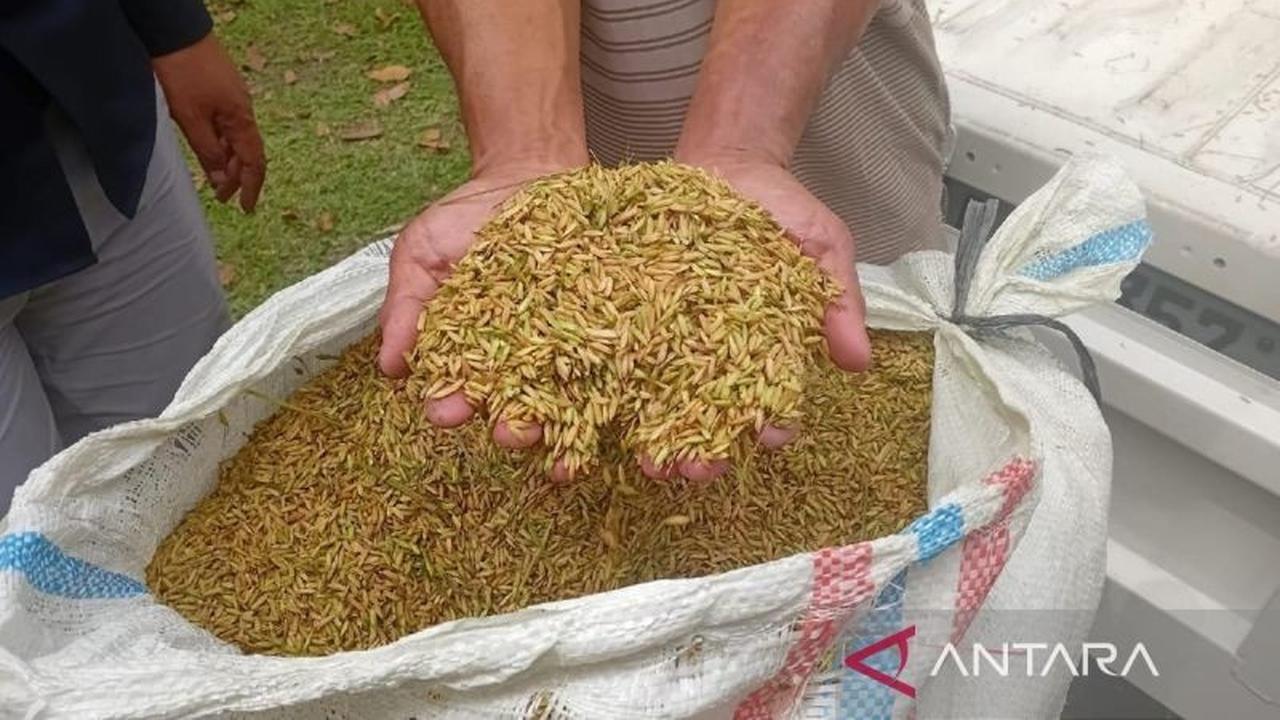 Tahukah Anda? Penyerapan Gabah Bulog Sumut Capai 44.788 Ton Hingga Oktober, Perkuat Cadangan Beras Nasional