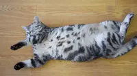 Posisi tidur kucing. (Foto: https://pawp.com/