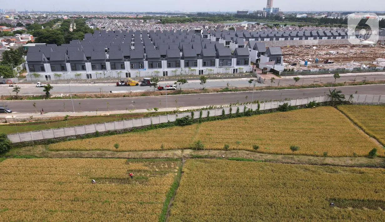 Pandangan udara saat petani memanen padi dari Sawah Abadi di kawasan Ujung Menteng, Jakarta, Rabu (23/2/2022). Panen padi dilakukan rutin setiap tiga hingga empat bulan. (merdeka.com/Imam Buhori)