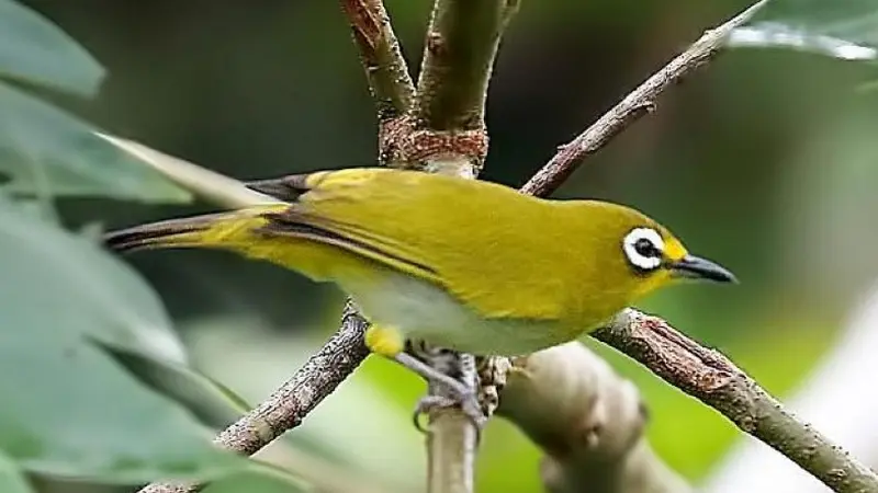 Bird Watching dan Eksplorasi Alam Desa Wisata Soinrat