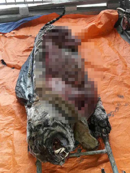 Bangkai harimau yang ditemukan tersimpan di dalam freezer di sebuah rumah di Provinsi Nghe An, Vietnam, Senin (20/3). Diduga, organ dalam dan tulang harimau tersebut telah dijual atau dikonsumsi sebagai obat beberapa penyakit. (AFP/STR)