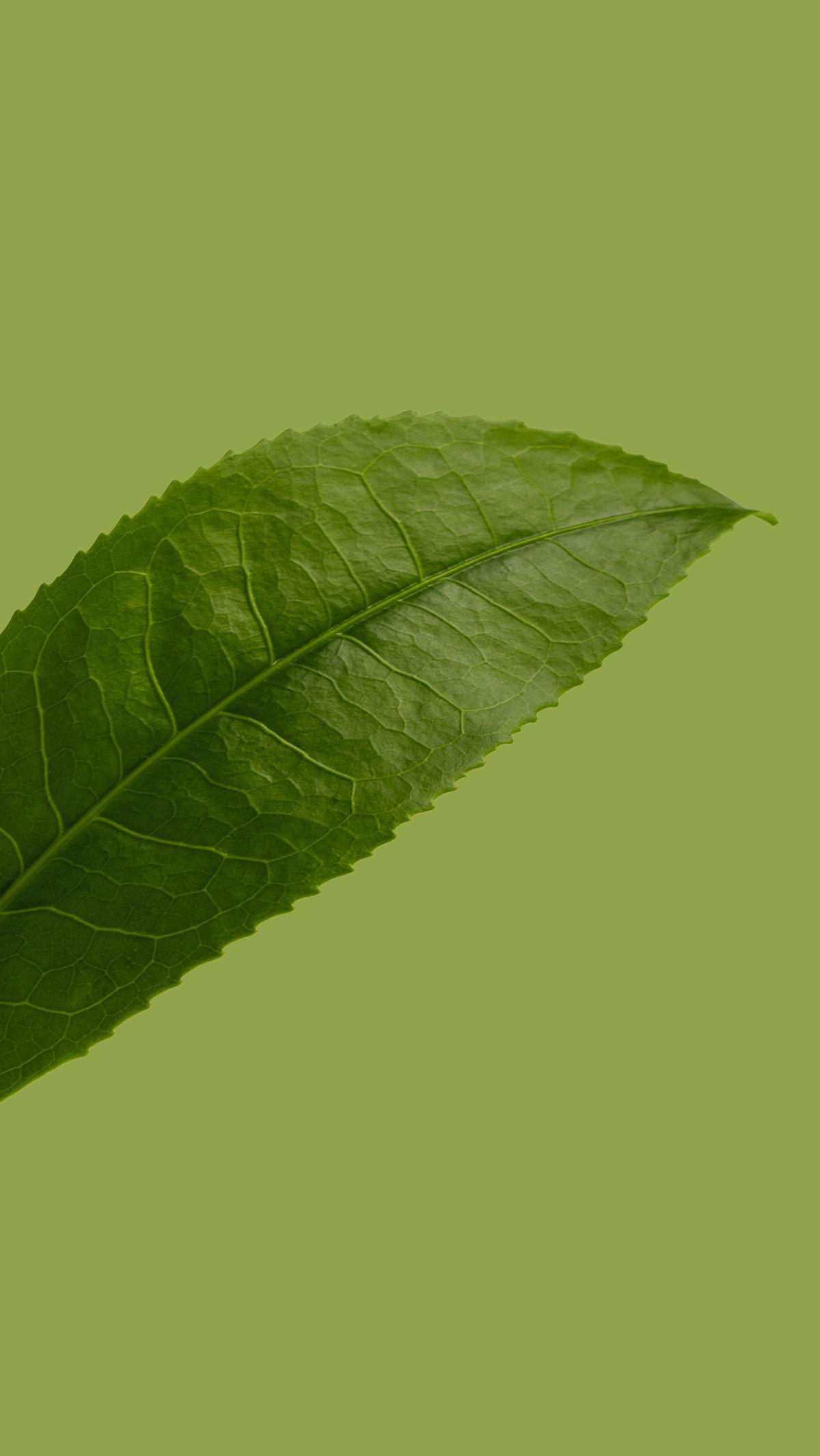 Bagi Anda penggemar green tea, mengolahnya menjadi aneka kudapan lezat pasti menjadi salah satu hal yang menyenangkan. Ada banyak kudapan yang bisa dibuat dengan menggunakan green tea, salah satunya adalah kue bolu. Kue bolu green tea dengan rasa yang kha