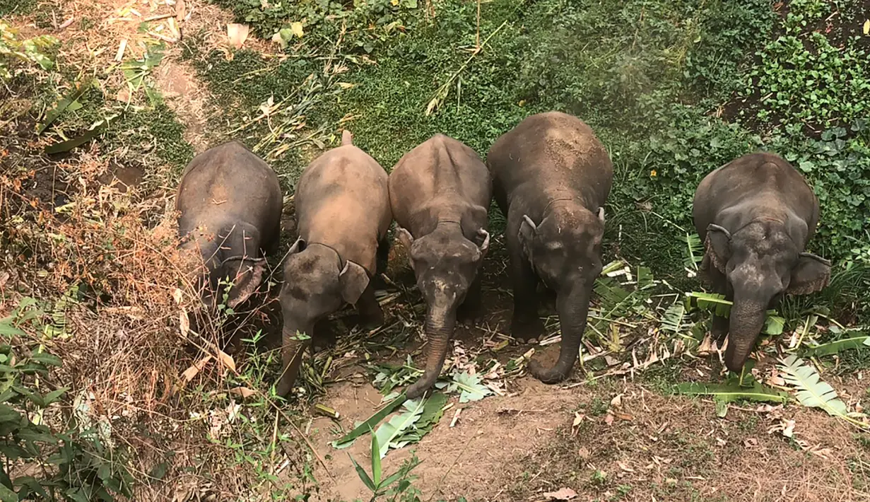 Sejumlah gajah mencari makan di dekat Peternakan Gajah Patara dekat Chiang Mai, Thailand (29/3/2020). Pariwisata Thailand yang lumpuh akibat hantaman pandemi Covid-19 menimbulkan masalah bagi gajah-gajah.  (HANDOUT/THAI ELEPHANT ALLIANCE ASSOCIATION/AFP)