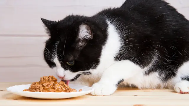 5 Tips Memberi Makan Kucing, Awal Tepat untuk Jaga Kesehatannya