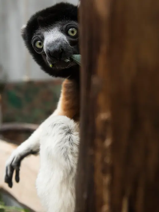 Poppy, seekor sifaka Mahkota betina, duduk dalam kandangnya di kebun binatang Mulhouse, Prancis pada 5 Maret 2019. Sifaka mahkota adalah spesies yang terancam punah dari Madagaskar. (Photo by SEBASTIEN BOZON / AFP)