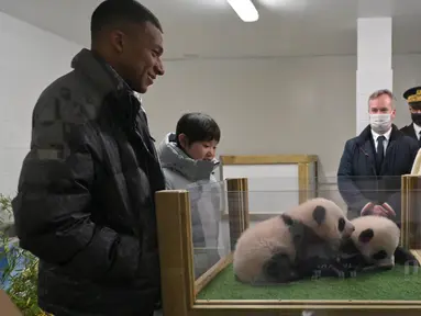 Bintang Paris Saint-Germain, Kylian Mbappe dinobatkan sebagai ayah baptis untuk dua ekor anak panda kembar yang baru lahir di kebun binatang Prancis, Kamis (18/11/2021). (AFP/Guillaume Souvant)