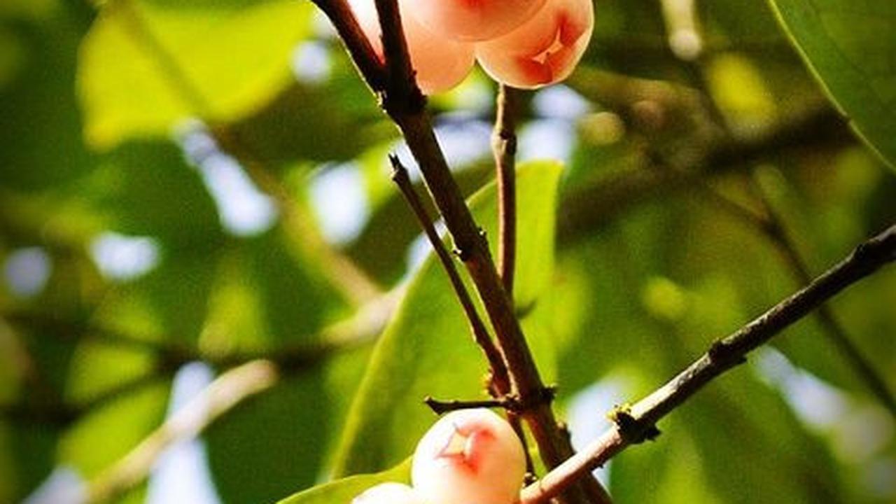 Peran Bank BRI bagi Petani Jambu Kristal Desa Munggangsari