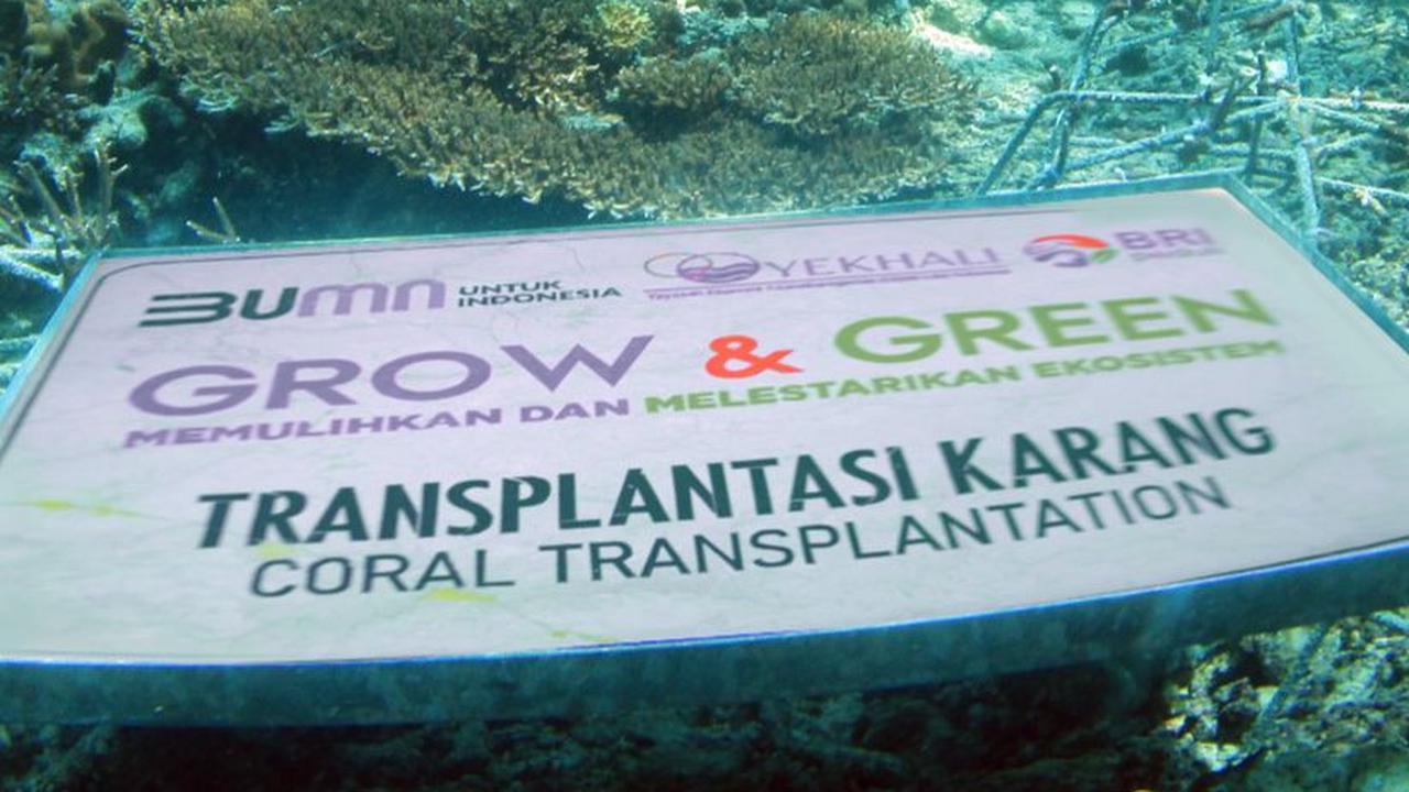 FOTO: Kolaborasi BRI Peduli dan Kelompok Maratua Peduli Lingkungan Lakukan Transplantasi Karang di Pulau Maratua