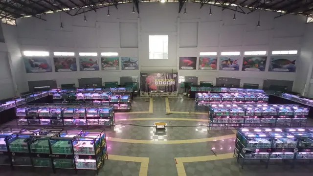 Kontes ikan hias Louhan/Istimewa.