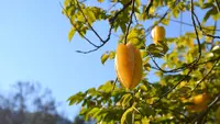 Cara Merangsang Pohon Buah Belimbing agar Cepat Berbuah dengan Perawatan yang Tepat