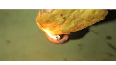 Informasi yang beredar di masyarakat, untuk mengetahui gorengan yang mengandung plastik adalah dengan cara dibakar. Benarkah ?