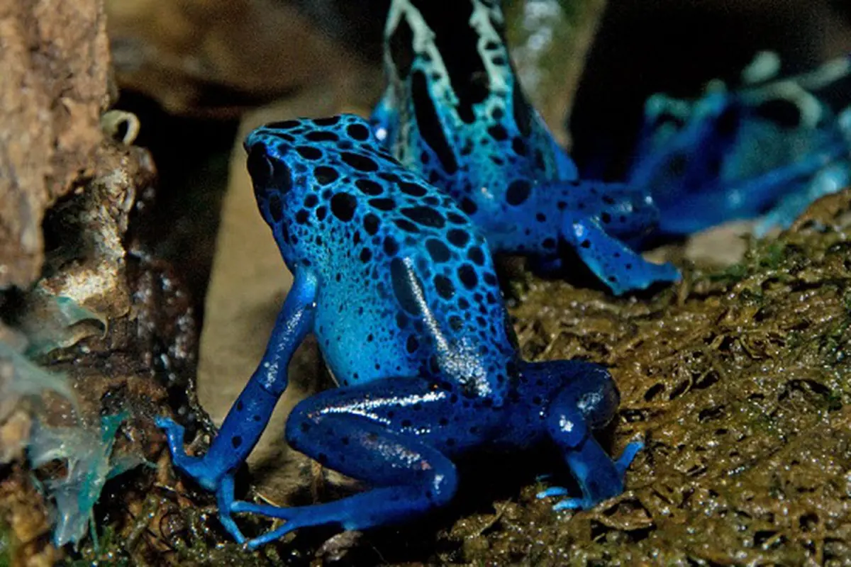 Hewan Berbisa Dart Frog