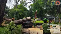 Pohon tumbang&nbsp;di Jakan Sriwijaya 1, Kelurahan Selong, Kecamatan Kebayoran Baru, Jakarta Selatan pada Selasa (16/2/2024). (Foto:Liputan6/Ady Anugrahadi)