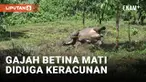 Seekor Gajah betina yang diperkirakan berusia tiga tahun ditemukan mati di Desa Karang Ampar, kecamatan Ketol, Aceh Tengah. Dugaan sementara gajah tersebut mati karena keracunan.