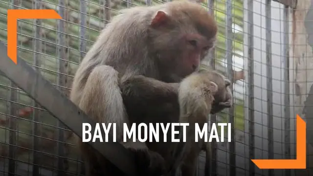 Momen memilukan terjadi di kebun binatang Xiangyang, Hubei, China. Seekor induk monyet terus memeluk dan mencium anaknya yang sudah mati karena kekurangan gizi. Ia melakukan itu dengan harapan anaknya kembali hidup