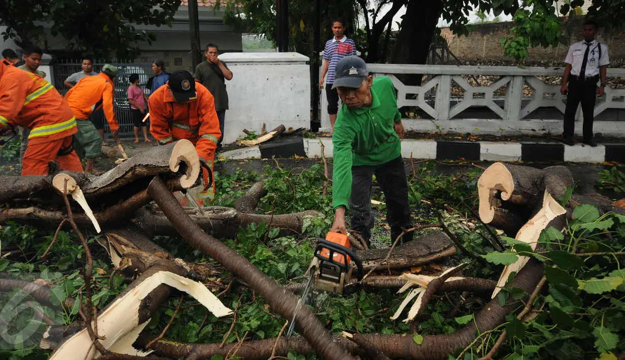 Petugas Damkar PB dibantu warga memotong bagian pohon yang tumbang di Jalan Kemang Raya, Jakarta, Sabtu (7/11/2015). Tidak ada korban dalam peristiwa ini. (Liputan6.com/Helmi Fithriansyah)