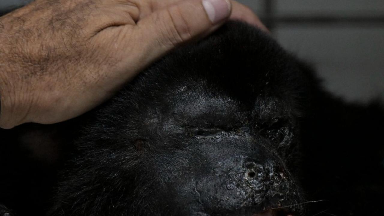 Dokter hewan Victor Morato memeriksa kondisi seekor monyet howler (Alouatta pigra) yang mendapatkan perawatan di Comalcalco, Negara Bagian Tabasco, Meksiko, pada 20 Mei 2024. Puluhan monyet howler liar, spesies&nbsp;yang dianggap terancam punah, ditemukan