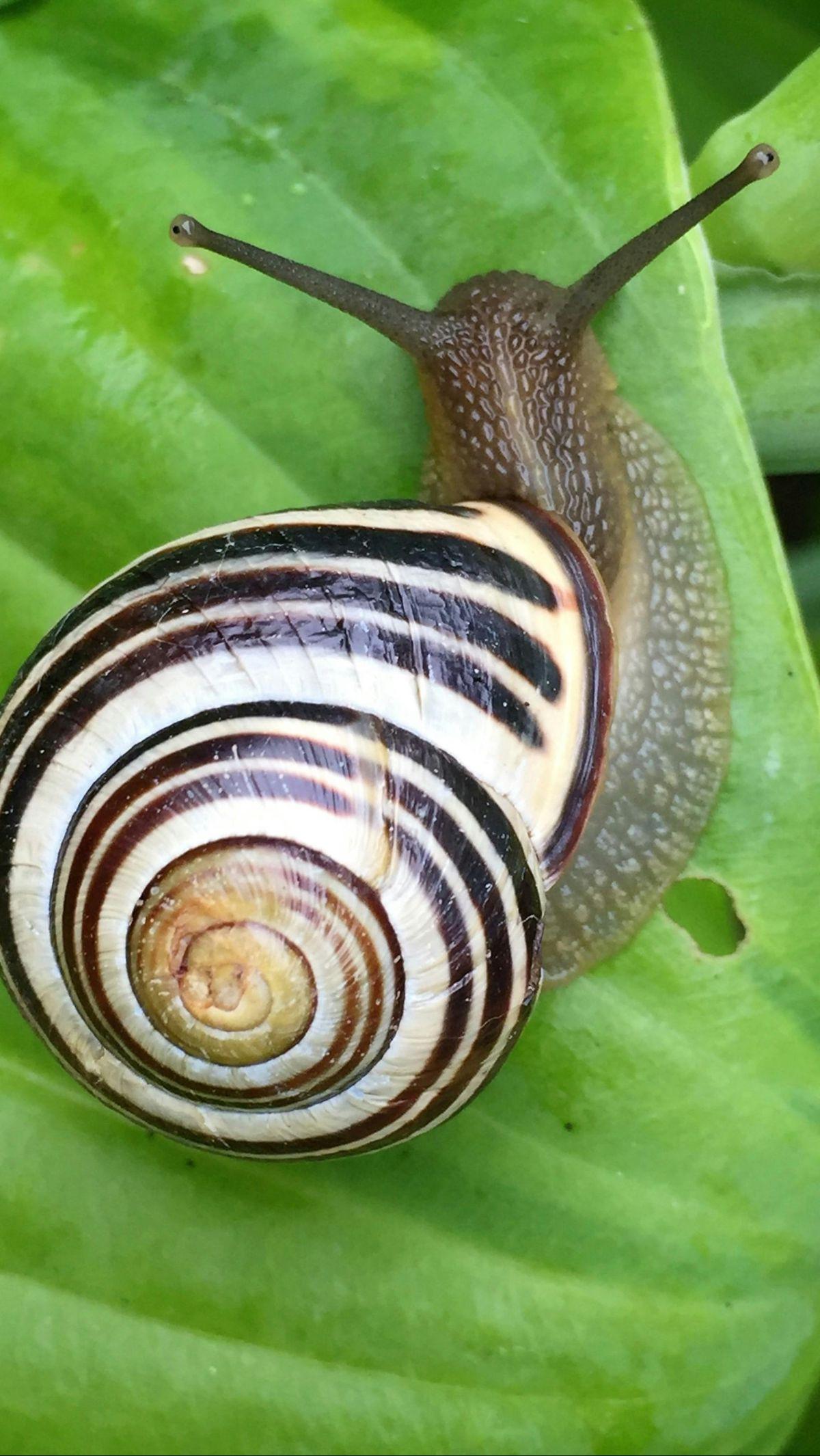 <b>Siput</b>