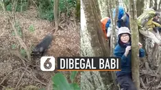 Rombongan pendaki di Gunung Cikuray, Garut, Jawa Barat dibuat panik oleh seekor babi.