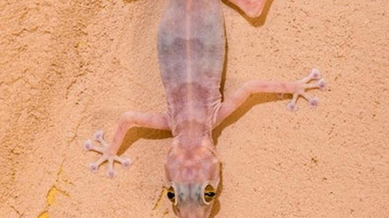 10 Tanda Rumah Kotor Banyak Cicak, Jangan Diabaikan