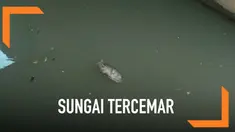 Petugas Sudin Lingkungan Hidup DKI mengambil contoh air Kali Ancol. Sebelumnya ratusan ikan ditemukan mati di permukaan Kali Ancol.