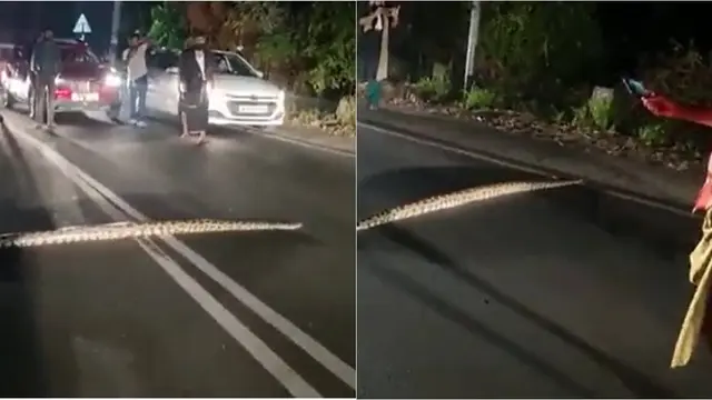 Ular Piton Membentang di Jalan