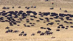 Penunggang kuda mengumpulkan kawanan bison di Pulau Antelope, Utah, Amerika Serikat, 29 Oktober 2022. Bison-bison dikumpulkan setiap musim gugur untuk menerima pemeriksaan kesehatan dan vaksinasi. (AP Photo/Rick Bowmer)