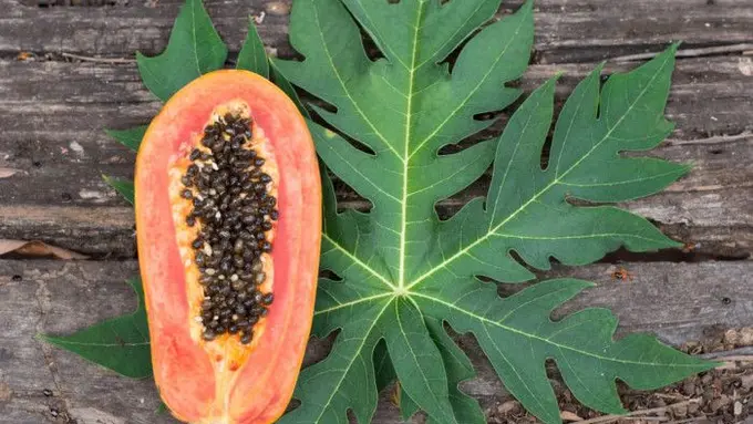 Daun Pepaya. (foto: Pinterest/Organic facts).