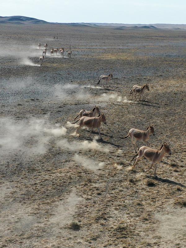 Foto dari udara yang diabadikan pada 4 Juni 2020 ini menunjukkan kawanan onager, spesies dari keluarga kuda asal Asia, berlari di Cagar Alam Kalamayli, Daerah Otonom Uighur Xinjiang, China barat laut. (Xinhua/Ding Lei)