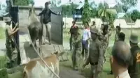 Satpol PP dan Polres Mamuju Dikerahkan untuk Berburu Sapi