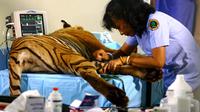 Dokter Yanti saat melakukan operasi transpalansi kulit Harimau Sumatera yang terkena jerat pemburu liar. (Liputan6.com/Yuliardi Hardjo)