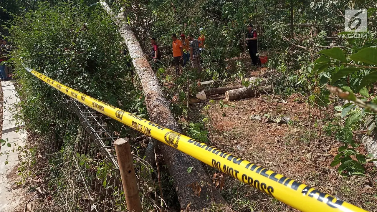 Pohon Sengon dan Desa Malon