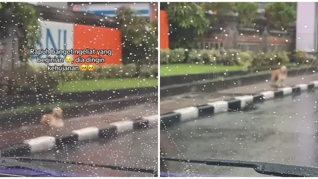 Viral Anjing Kehujanan Seperti Sedang Nunggu Seseorang Bikin Haru, Takut saat Dihampiri
