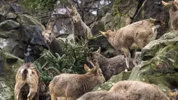 Kambing gunung berpesta dengan pohon Natal di Kebun Binatang Berlin, Jerman, pada Rabu (29/12/2021). Banyak pohon Natal yang tersisa setelah perayaan berakhir sebagai makanan berbagai hewan di kebun binatang Berlin. (Odd ANDERSEN / AFP)
