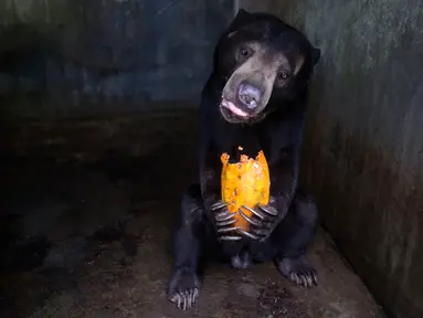 Seekor beruang memakan pepaya sumbangan di kandang Kebun Binatang Medan, Sumatera Utara pada 30 April 2020. Manajemen kebun binatang berusaha mencari sumbangan uang dan makanan untuk kebutuhan satwa setelah tidak adanya pemasukan semenjak ditutup terkait pandemi COVID-19. (AP/Binsar Bakkara)