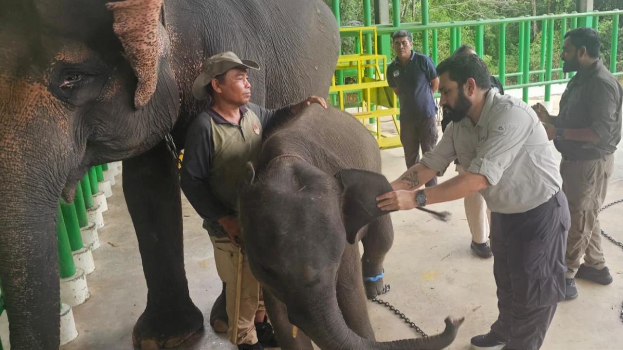 Gandeng Vantara India, Kemenhut Genjot Revitalisasi Rumah Sakit Gajah Sumatera