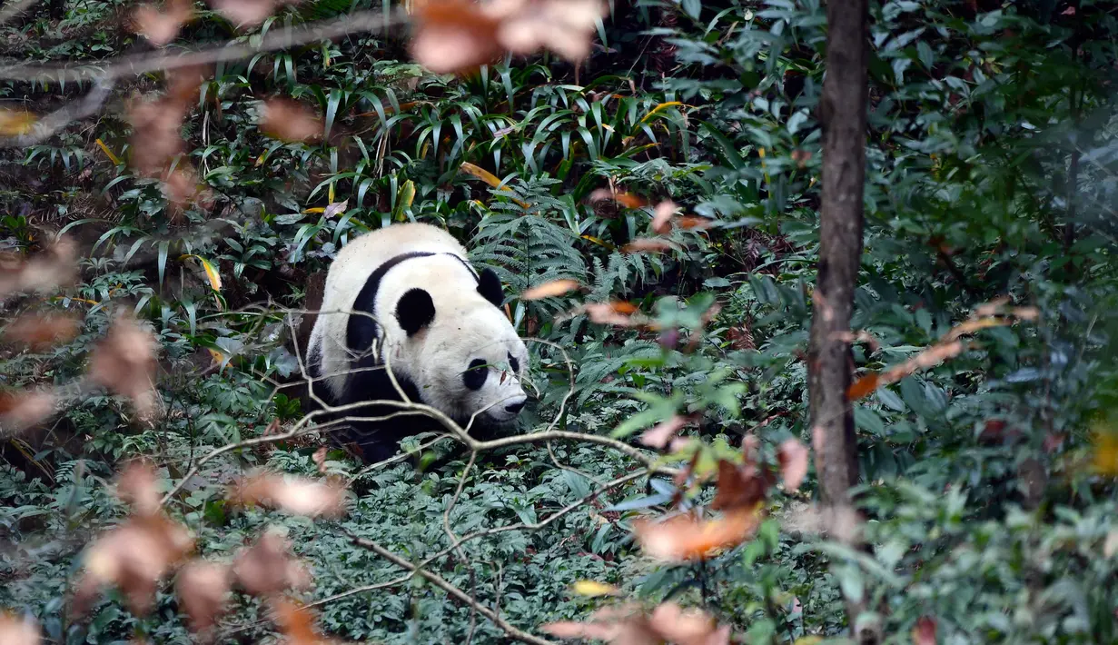 Panda raksasa Bei Bei menjelajahi kandangnya pada hari pertama di Bifengxia Panda Base di Yaan, Provinsi Sichuan, China, Kamis (21/11/2019). Bei Bei merupakan panda raksasa generasi pertama yang hidup di Kebun Binatang Washington DC. (Chinatopix via AP)