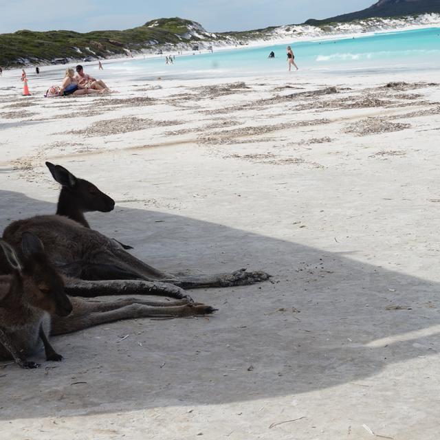 Pemandangan Unik Kanguru Berjemur Di Pesisir Australia Barat