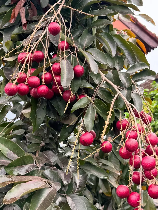 Pohon Buah yang Nilai Jual Bibitnya Lebih Mahal Daripada Buahny