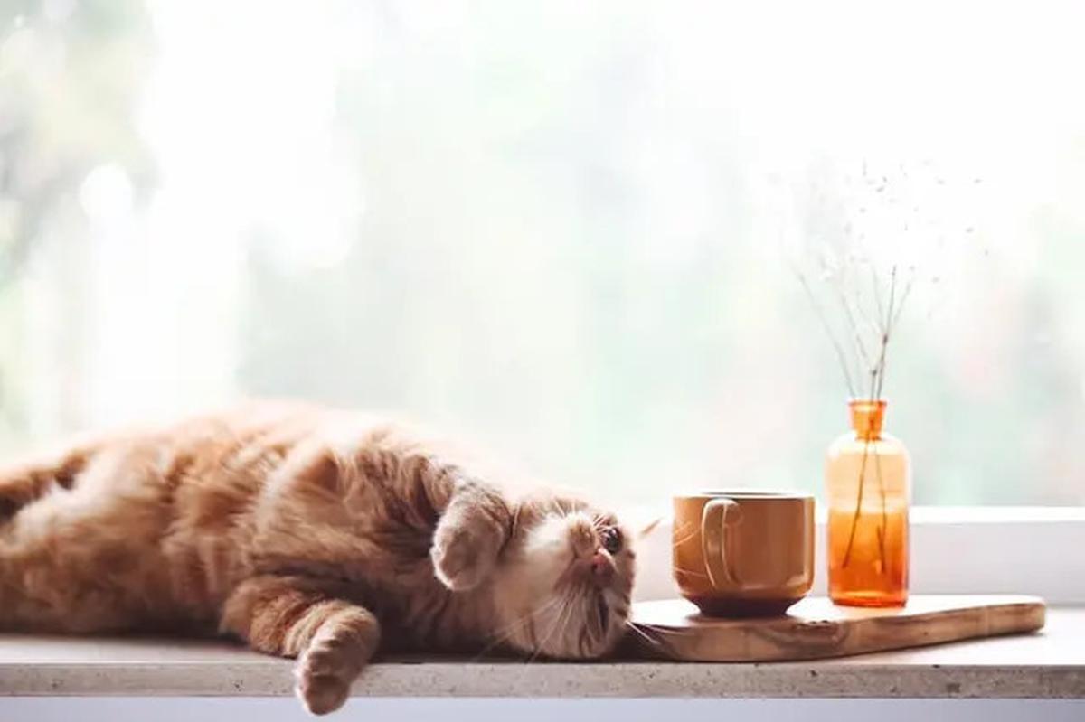7 Penyebab Kucing Selalu Lapar Dilihat dari Perilakunya, Waspadai Masalah Kesehatan